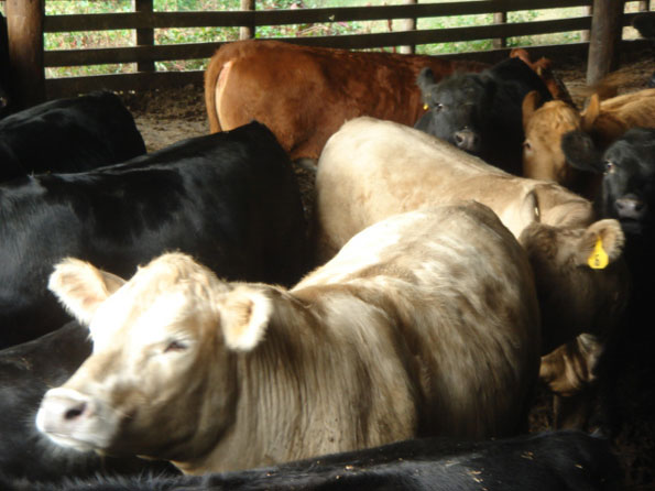 Charolais & Black Angus Heifers